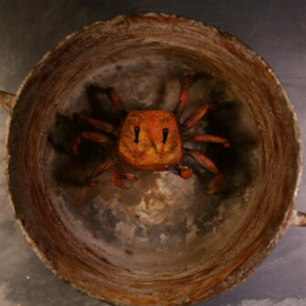 Crab – 2021 (6′)